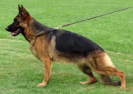 public/dog_images/800/1737912886.Neele aus der Brunnenstraße.jpg